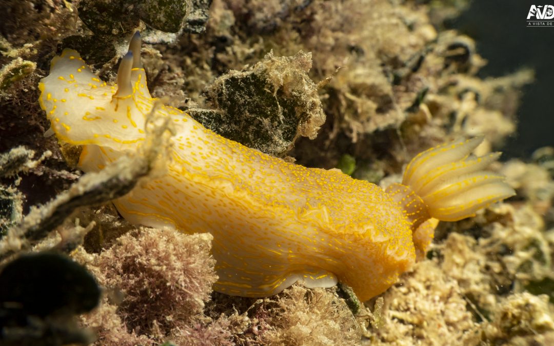 Nudibranquios – Felimare picta